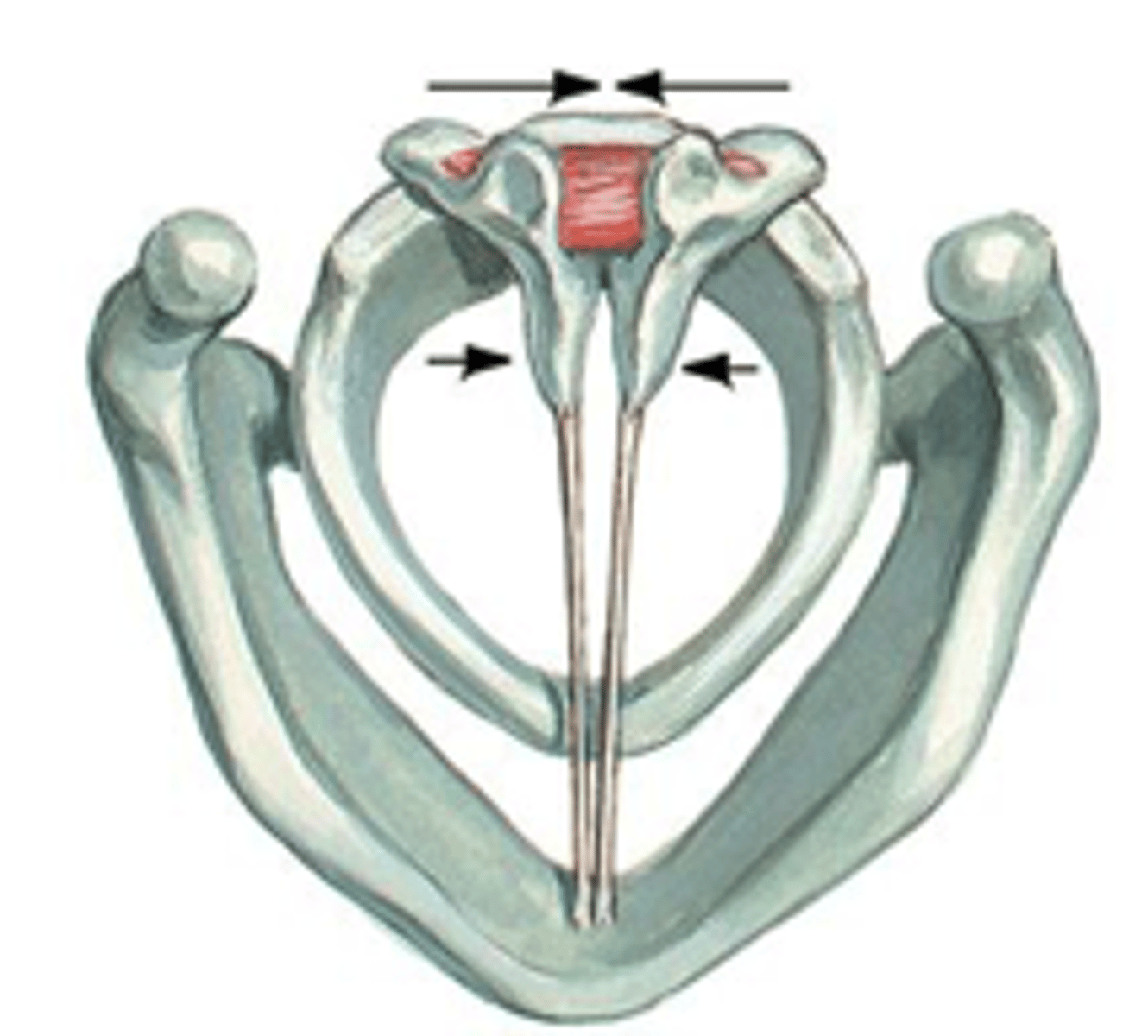 <p>look: inner (between) arytenoid</p><p>function: moves arytenoids together for forceful closure</p>