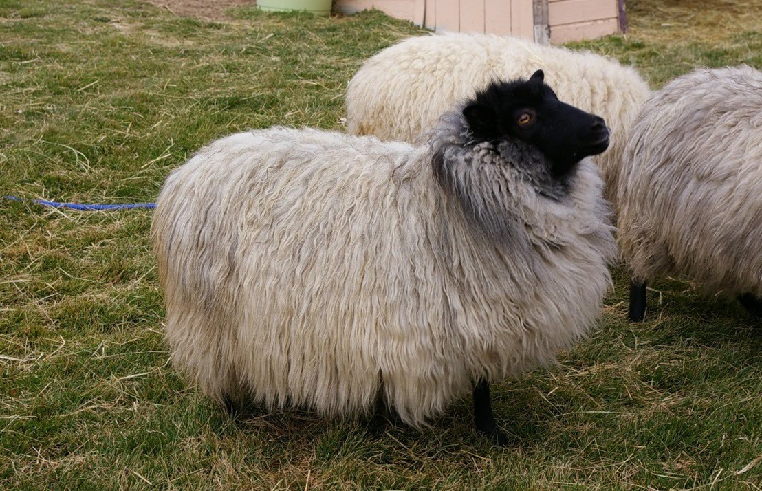 <p>what breed and wool type</p>