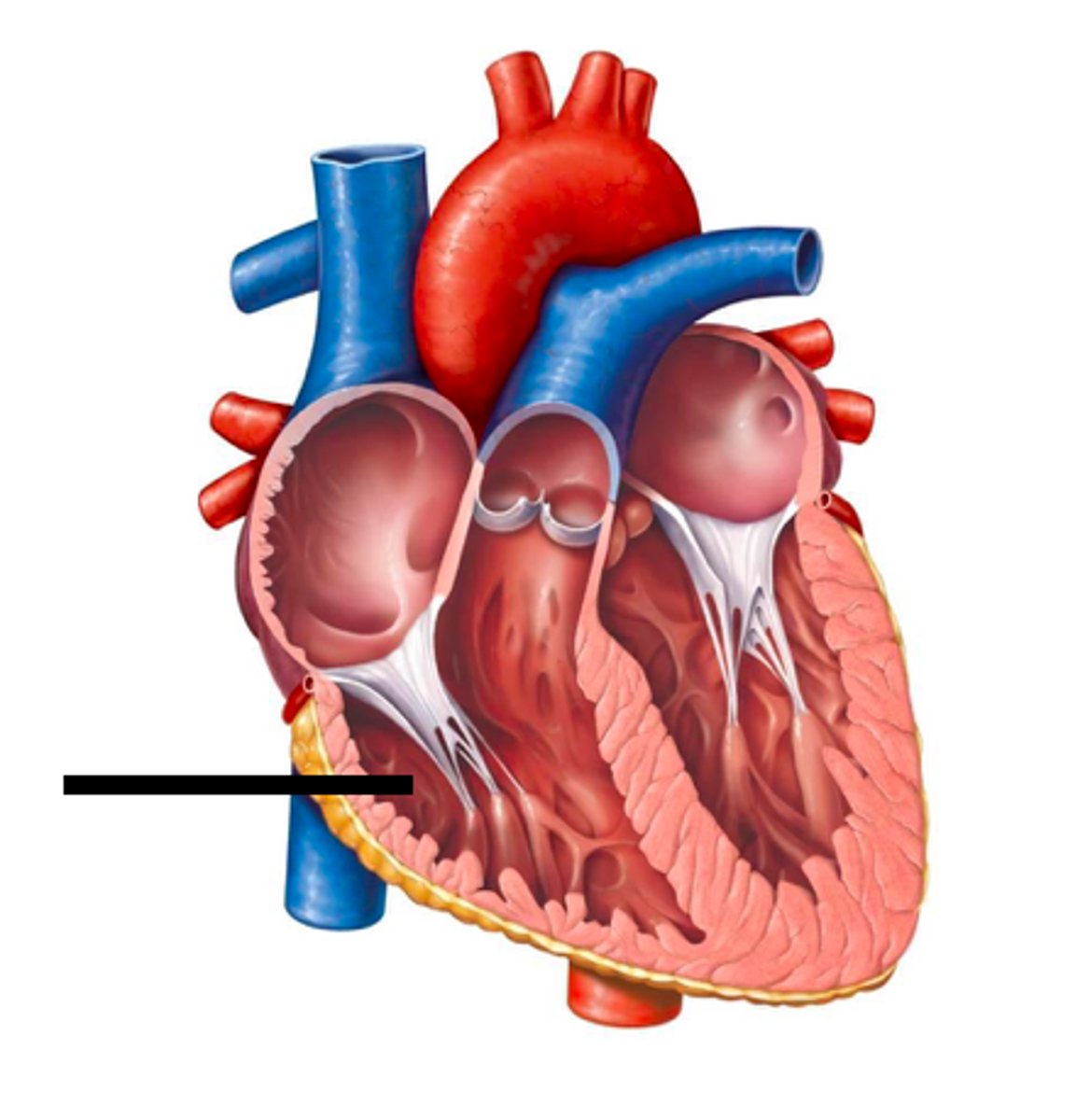 <p>responsible for pumping oxygen-poor blood to the lungs</p>