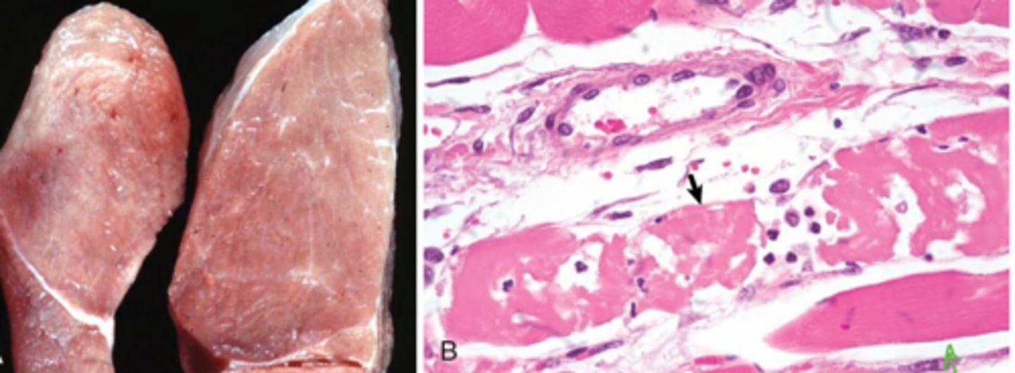 <p>What animas are most susceptible to iodophore tox?</p>