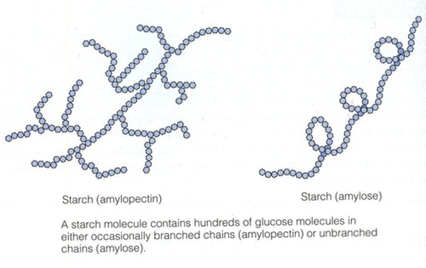 <p>Amylose has a low GI due to slow digestion, while amylopectin has a high GI due to faster digestion.</p>