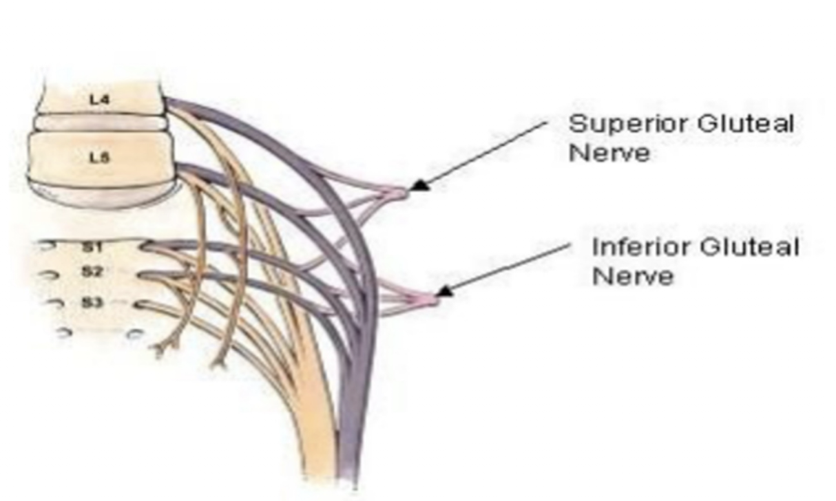 <ul><li><p>L5-S2</p></li><li><p>Muscles:</p><ul><li><p>Glute Max</p></li></ul></li><li><p>Movement:</p><ul><li><p>Hip Extension </p></li><li><p>ER </p></li></ul></li></ul><p></p>