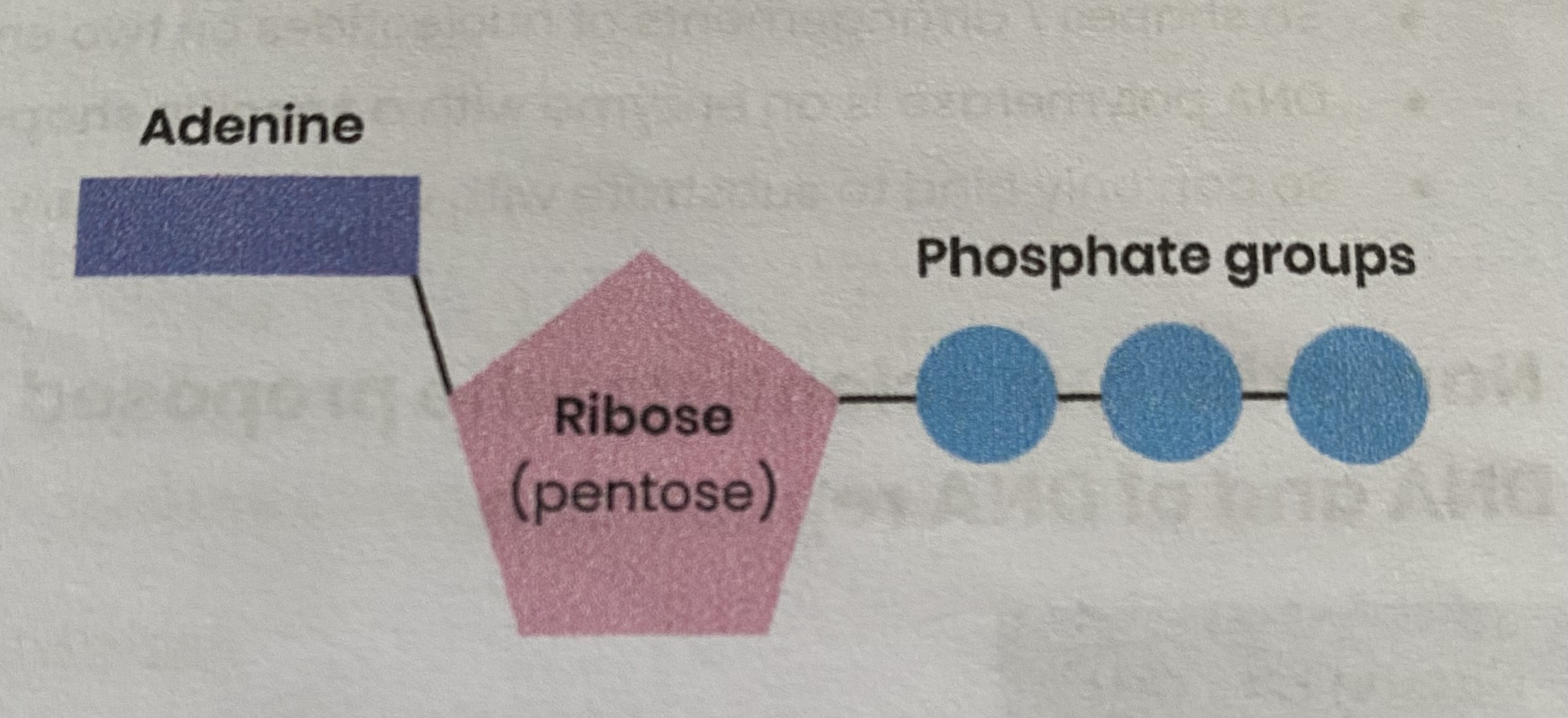 <ul><li><p><strong>Ribose</strong> bound to a molecule of <strong>adenine</strong> (base) and <strong>3 phosphate groups</strong></p></li><li><p><strong>Nucleotide derivative </strong>(modified nucleotide)</p></li></ul><p></p>