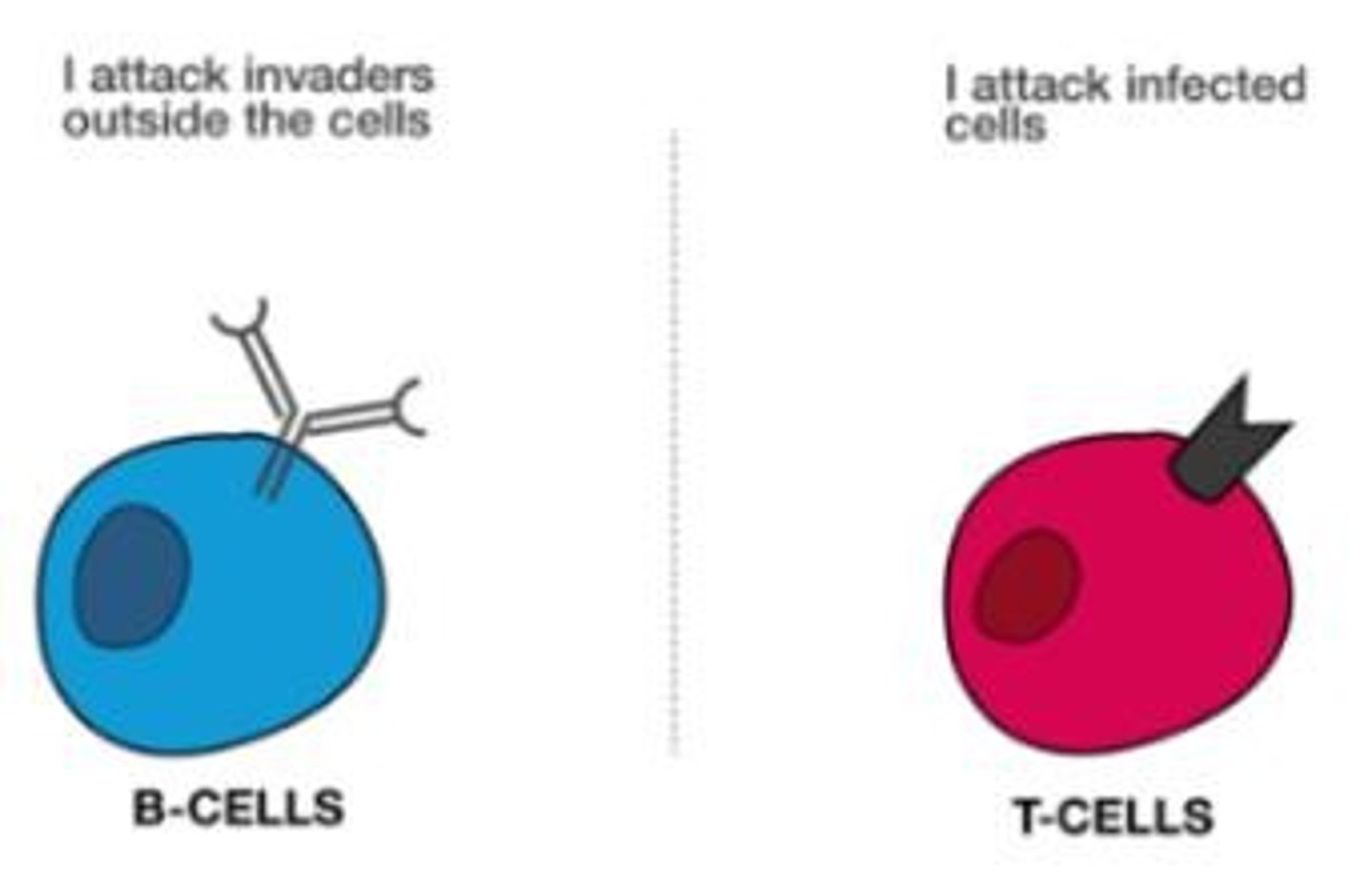 <p>A response associated with B-lymphocytes destroying pathogens by producing antibodies.</p>