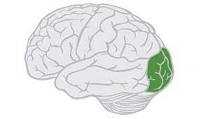 <p>Coordinates with parietal and temporal lobes</p><p>Vision center</p>