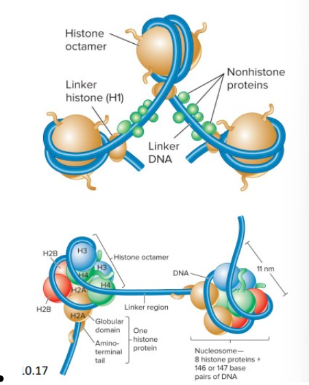 <p><span style="line-height: 21.6px;"><strong>H2A, H2B, H3 and H4</strong> are the core histones</span></p><p><span data-name="black_small_square" data-type="emoji">▪</span><span style="line-height: 21.6px;"> <strong>H1 </strong>is called the linker histone (binds to DNA in the linker region, less tightly bound to DNA than core histones, helps to organize adjacent nucleosomes)</span></p>