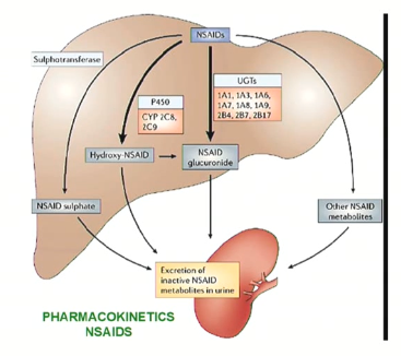 <ul><li><p><span>Rapid distribution throughout the body</span></p></li><li><p><span>Binding to plasma proteins (albumin) creates the potential for interactions with other drugs that also bind to plasma</span></p></li></ul><p></p>