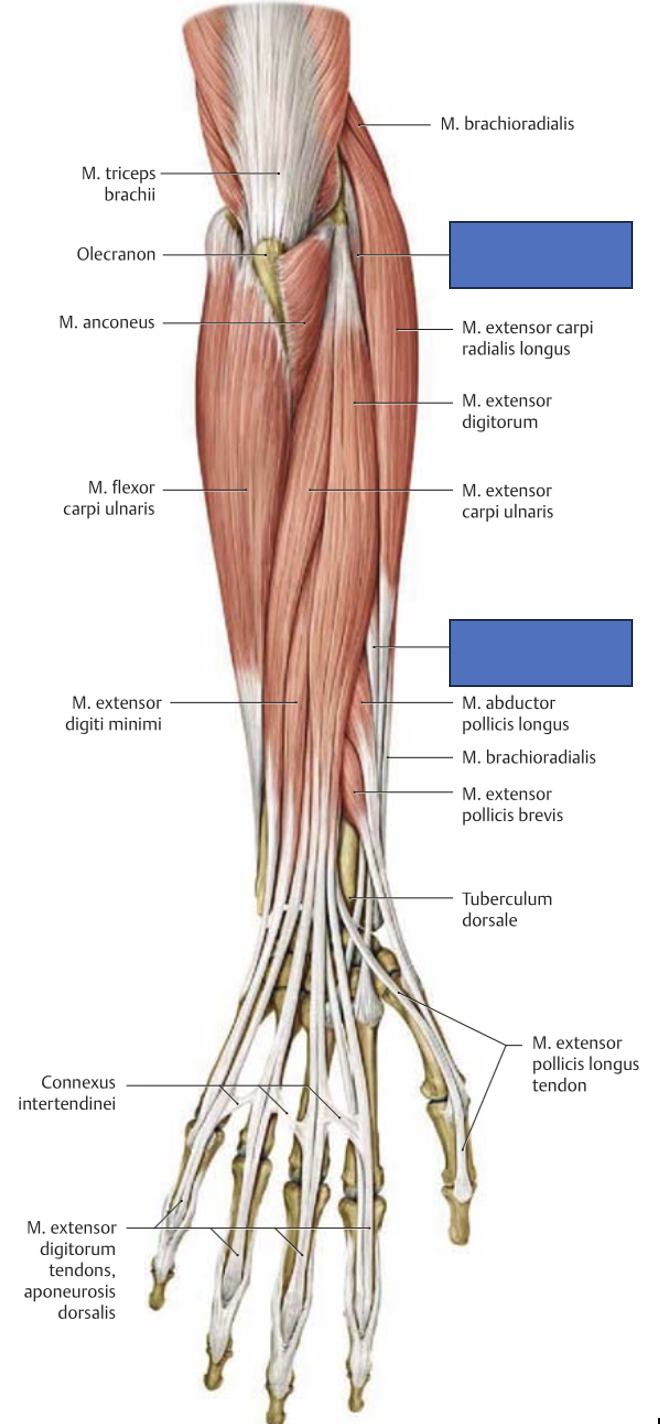 <p>m. extensor carpi radialis brevis → sirutab ja abdutseerib rannet</p>