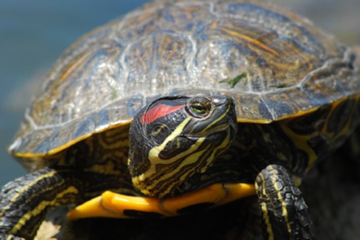 <p>Trachemys scripta</p>