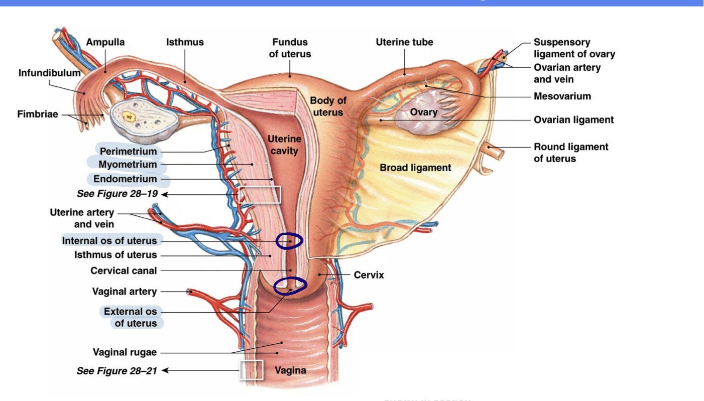 <ul><li><p>Three regions</p><ul><li><p>Fundus: rounded portion above entrance of uterine tubes</p></li><li><p>Body: largest region of uterus</p></li><li><p>Cervix: most inferior, narrowed region of the uterus</p><ul><li><p>Internal os: opening to the uterine body</p></li><li><p>External os: opening to vagina</p></li></ul></li></ul></li><li><p>Three layers of uterine wall</p><ul><li><p>Endometrium: inner layer of epithelial cells, uterine glands, underlying stroma</p></li><li><p>Myometrium: smooth muscle layers - (longitudinal, circular, and oblique)</p></li><li><p>Perimetrium: serosa layer of outer surface</p></li></ul></li></ul><p></p>