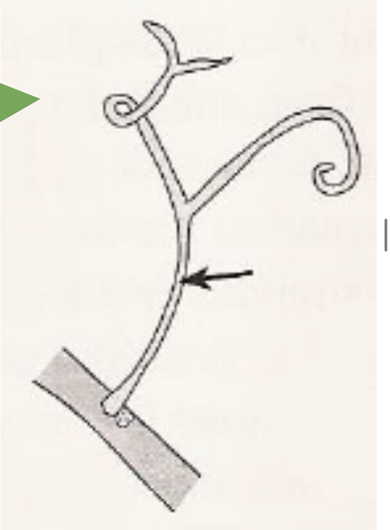 <p>Type of Aboveground Stem Modification</p>