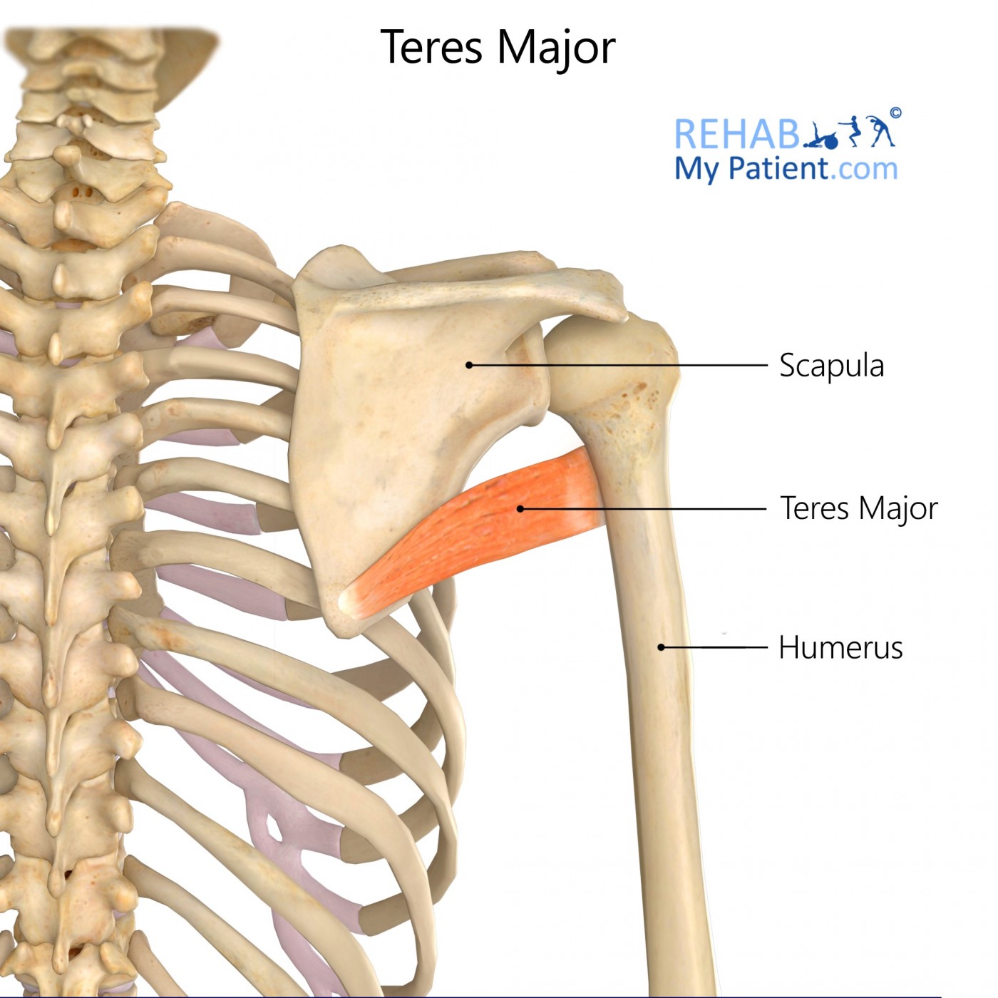 <p>M. Teres major</p>