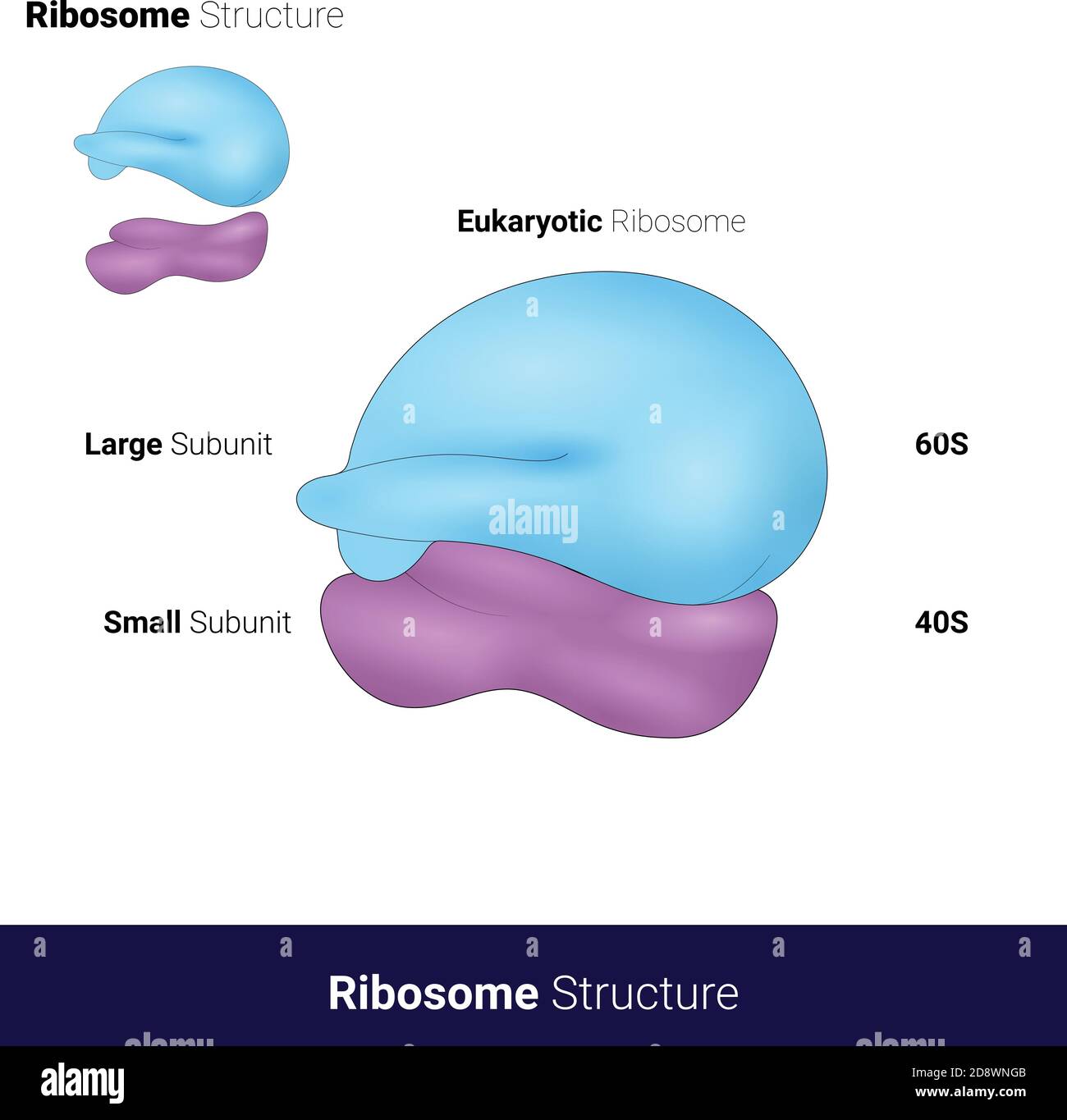<p>80S Ribosomes </p>