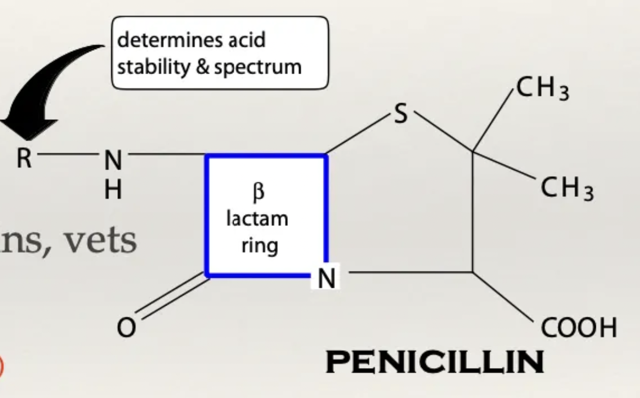 <ul><li><p><span><span>β-lactam ring = Important for antibiotic activity (broken ring → inactivated AB)</span></span></p></li><li><p><span><span>R chain = Determines spectrum of action and resistance</span></span></p><ul><li><p>Large/complex R chain = Narrow spectrum (large R group cannot fit through G- protein channels) BUT highly resistant to β-lactamases (large R group protects the ring)</p></li><li><p>Small R chain = Broad spectrum (G-/G+) BUT less protection</p></li></ul></li></ul><p></p>