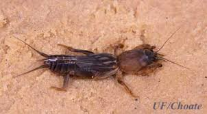 <p>Size: 25–30 mm. Mostly tunnels; light feeding.</p>