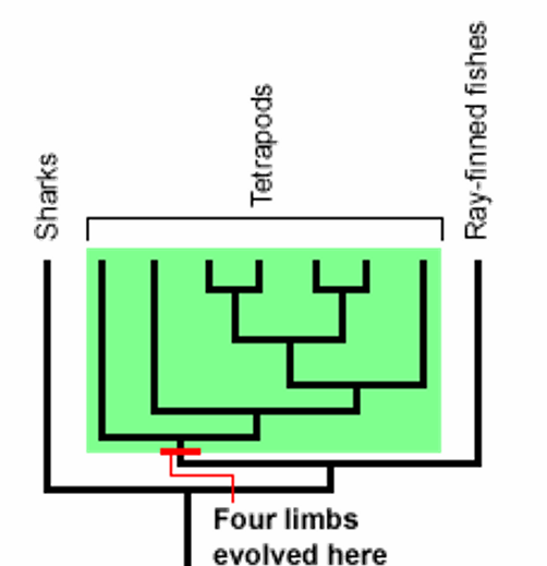 <p>what trait is the red labeled</p>