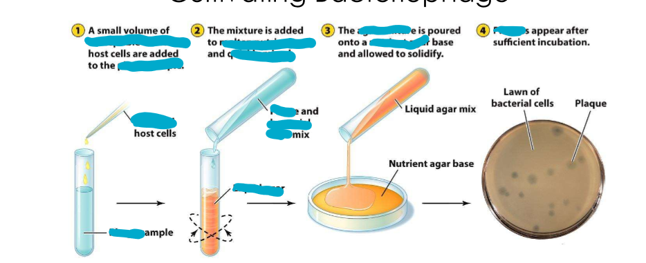 <p>Cultivating bacteriophage</p>