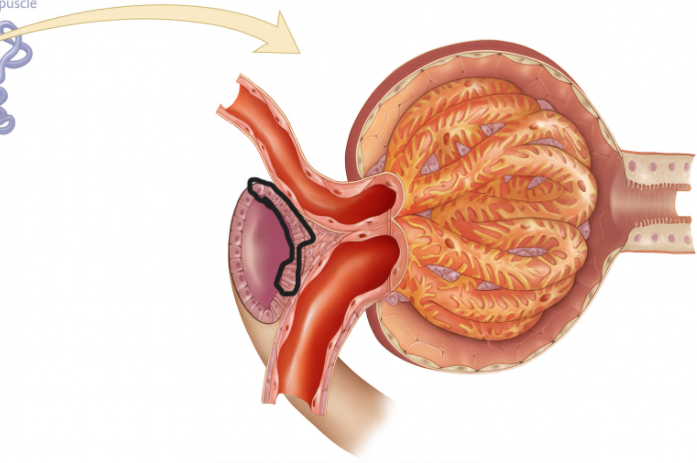 <p>What are the encircled cells</p>