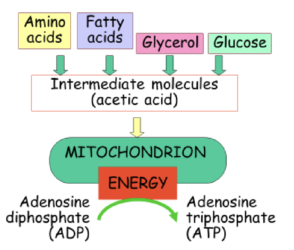 <p><span>-nutrients are partially broken down in the</span><br><span>cytoplasm of cells</span></p><p><span>-then are delivered to the mitochondria, where they are further broken down</span></p><p><span>-then captured in the form of high energy phosphate bonds in ATP, phosphate molecule is added to make ATP</span></p>