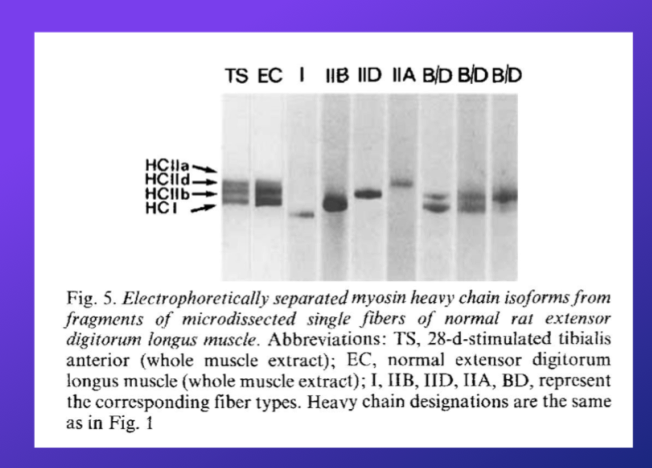 <p>-Aside: this study did low frequenct chornic stimulation to try to change fibres to type 1?</p><p><strong>-did western blot on individual fibres that were labelled a specific type to see if there were any other type MCHs in there</strong></p><p>-they found that there are some fibres with more than one MCH type = hybrid fibres</p><p>-ex in type 2b, there is some overbanding in between the control band</p><p>-so shows individual fibre has both types of MCH</p>