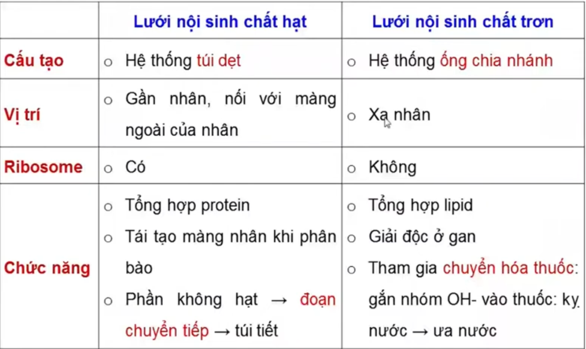 <p>LNSC hạt là hình túi dẹt, bao bọc lấy vòng tròn đồng tâm </p><p>Ribosome </p>