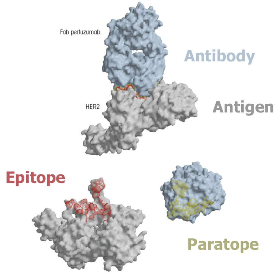 site on antigen to which the antibody binds 