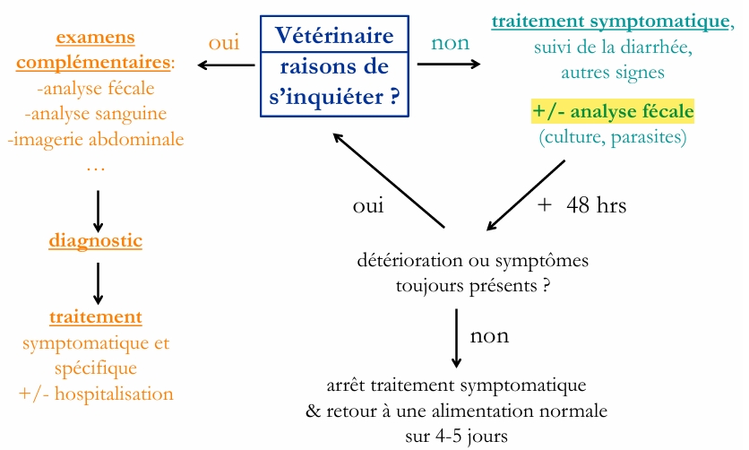 <p>causes:</p><ul><li><p>alimentaire svt (indiscrétion alim, intolérance, allergie)</p></li><li><p>infectieuses</p></li><li><p>stress</p></li></ul><p>quand s’inquiéter? jeune animal, non-vacciné, petite race, sang dans les selles, accès à toxiques/médicaments</p><p>traitement symptomatique:</p><ul><li><p>continuer alimentation si possible, pauvre en graisse, pt repas</p></li><li><p>surveiller hydratation</p></li><li><p>vermifuge ampirique</p></li><li><p>adsorbants-protecteurs de paroi</p></li><li><p>antispasmodique si crampes +++</p></li><li><p>probiotiques?</p></li><li><p>anti-péristaltiques NON</p></li><li><p>AB NON sauf si reste abattu, infla, immunité, isolement bact pathogène</p></li><li><p>AINS AIS NON</p></li></ul><p></p>