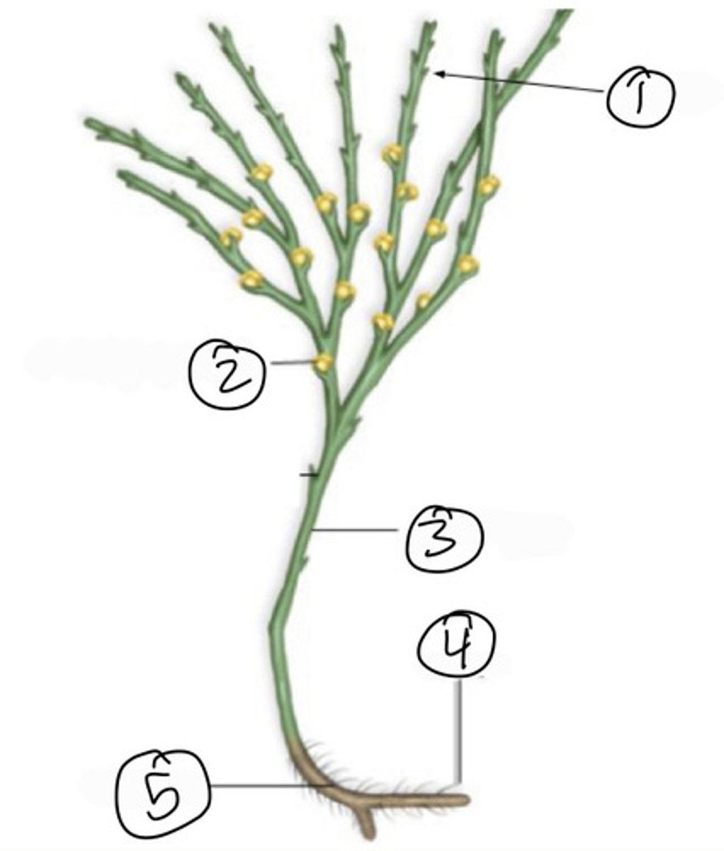 <p>identify the phylum</p>