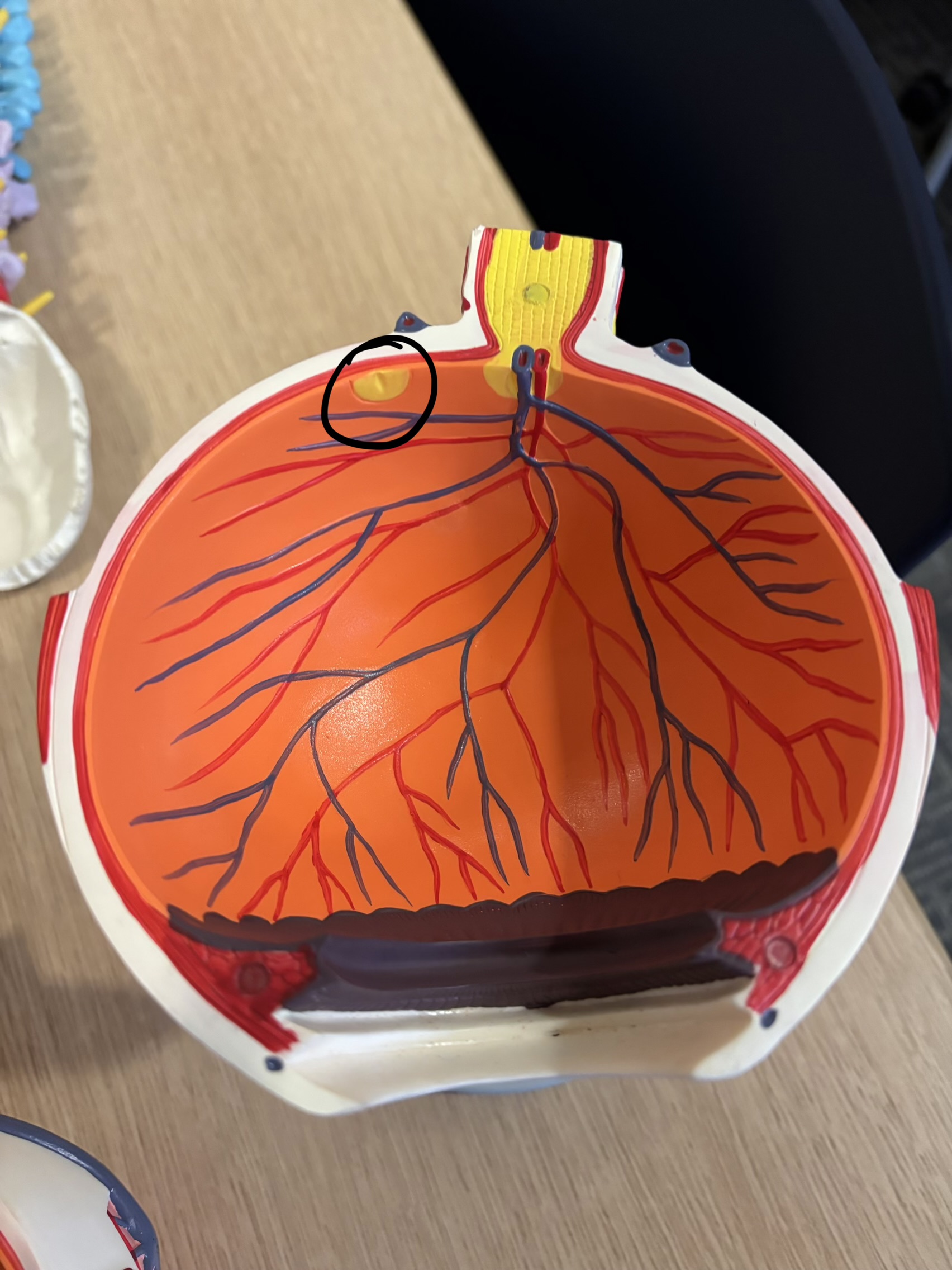 <p>What structure is this?</p>