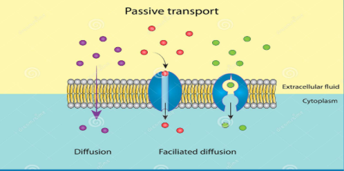 <ol><li><p>diffusion of a substance across a membrane with no energy (ATP) investment</p></li><li><p>diffusion down concentration or electrochemical gradient (high to low concentration)</p></li><li><p>involved in the import and export of waste (diffusion, osmosis, facilitated diffusion)</p></li><li><p>includes hydrocarbons, CO2, O2, H20</p></li></ol><p></p>