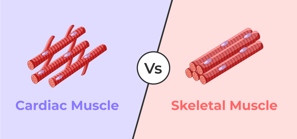 <p>Muscle attached to bones, responsible for voluntary movements.</p>