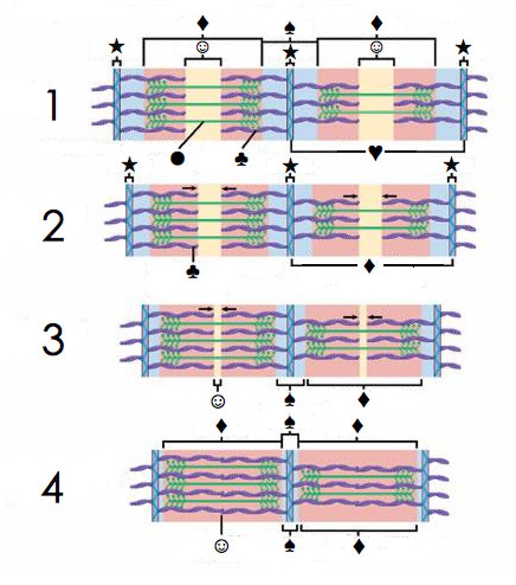 <p>Myosin heads "pull" Actin filaments toward center, allowing filaments to slide past each other in opposite directions, shortens sacromere</p>