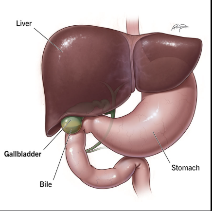 <p>gall bladder: fundus</p>