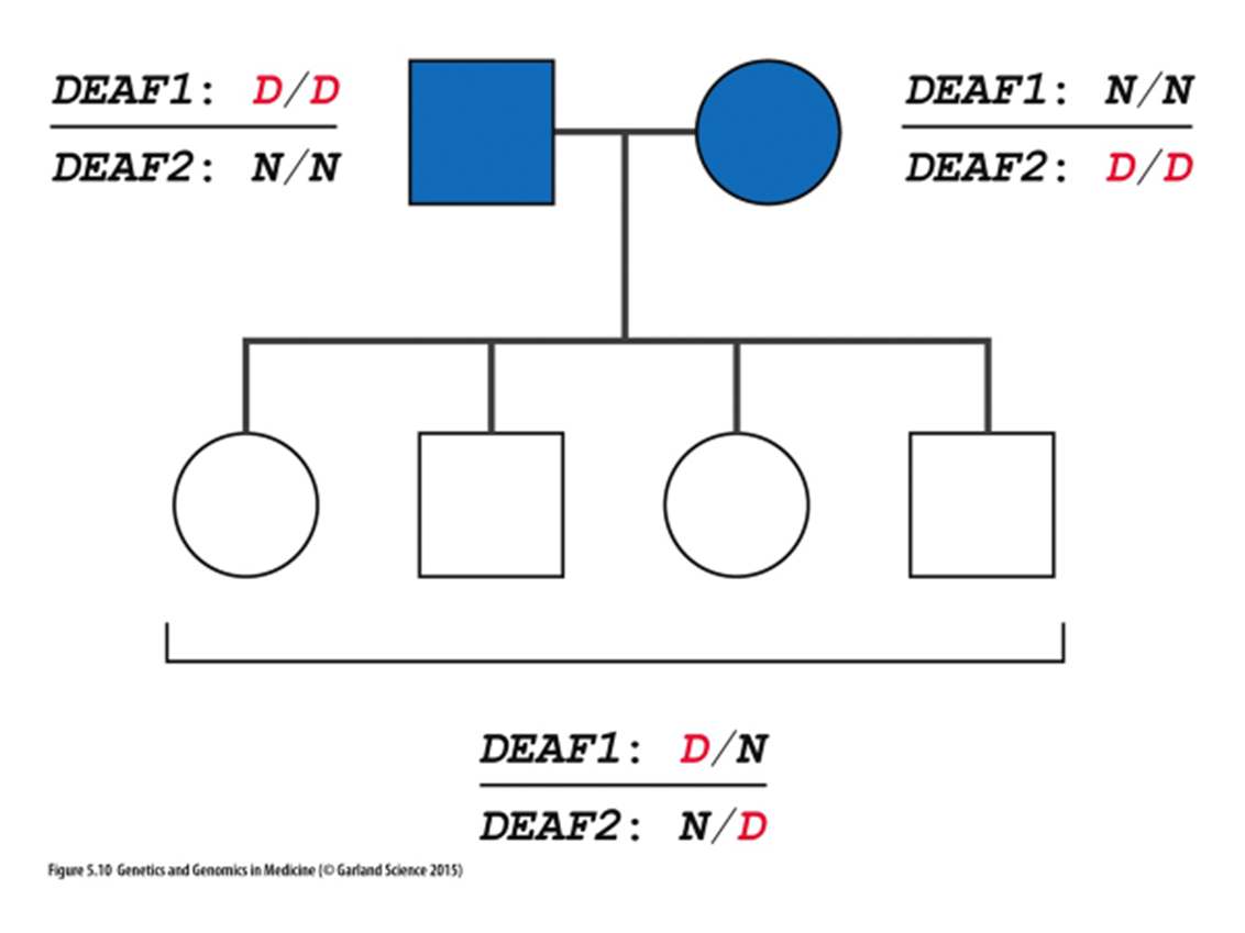 N= normal ; D= deaf 