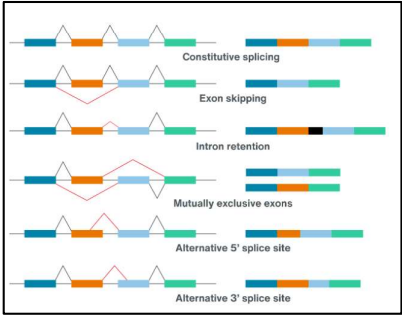 <p>refers to the different ways in which a spliceosome can remove introns (even exons) during mRNA modification</p>