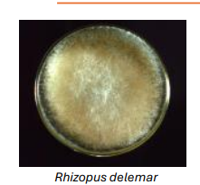 <p>Caused by fungi in the phylogenetic order Mucorales</p><p>Common examples include Rhizopus delemar, R. oryzae</p><p>Predisposing factors include:</p><ul><li><p>Diabetic<strong> ketoacidosis </strong>(elevated ketones in blood)</p></li><li><p><strong>Neutropenia</strong> (low neutrophil counts)</p></li><li><p>Mucormycosis can be:</p></li><li><p>Cutaneous</p></li><li><p>Rhino-orbital/Cerebral</p></li><li><p>Pulmonary/systemic</p></li></ul><p></p>