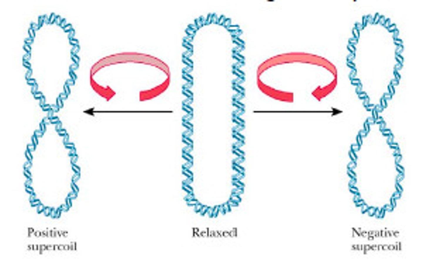 <p>Occurs when extra twists are introduced into double helix strand. Migrates faster than predicted</p>