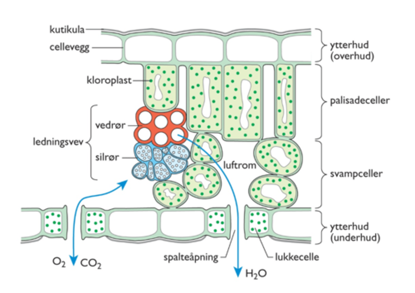 <p>1. Dekket av ytterhud på over- og undersiden</p><p>- Overhud og underhud</p><p>2. Ytterhuden er med kutikula</p><p>- En av de viktigste tilpasningene plantene har til livet på land</p><p>- Vanntett --> bidrar til at de ikke tørker ut (forhindrer fordampning)</p><p>3. Grunnvev</p><p>- Palisadeceller og svampceller</p><p>4. Ledningsvev (nervene i bladet)</p><p>- Forgreiner seg tynnere og tynnere utover bladet --> komme så nær cellene som mulig</p><p>- Vannet fra vedrørene fraktes til palisade- og svampcellene gjennom osmose (brukes i fotosyntesen)</p><p>- Fotosynteseprod. fraktes fra celle til celle i bladet og videre inn i silrørene (aktiv transport) --> videre i planten</p><p>5. Kloroplaster (sirkulerer fritt i cytoplasma)</p><p>- Kan komme seg nærmest mulig oversiden --> lys</p><p>4. Spalteåpninger (stomata) for å slippe inn / ut gasser</p><p>- Kan åpnes + lukkes</p><p>- Hovedsakelig på undersiden av bladet (bidrar til å redusere fordampningen)</p><p>- CO2 og O2 kan diffundere ut + inn her</p>
