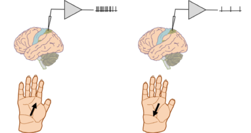 -involved in processing information from one modality (ex: somatic sensory)
-will respond to more complex stimuli than primary cortexes, like something moving across the hand in a specific direction
-includes the premotor cortex & supplemental motor area, somatic sensory association cortexes (area 5 and SII), visual association cortex (VII) and the auditory association cortex
-will have larger receptive fields than primary sensory cortexes