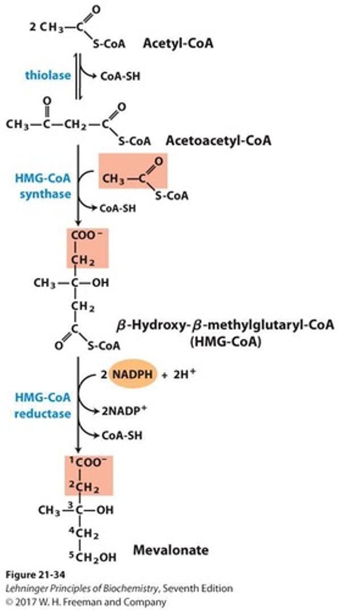 <p>Precursor to mevalonate in cholesterol synthesis.</p>