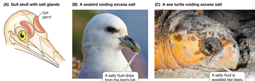 <p>These animals eat seaweeds & invertebrates with high osmotic pressure but this excess salt from these foods is excreted by <u>salt glands</u> that use energy from ATP.</p>