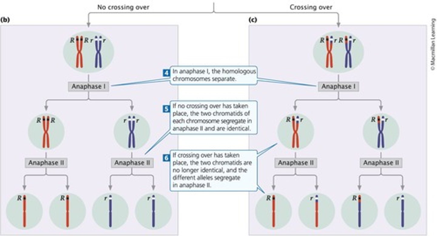 <p>Each individual organism possesses two alleles encoding a trait, which separate when gametes are formed.</p>