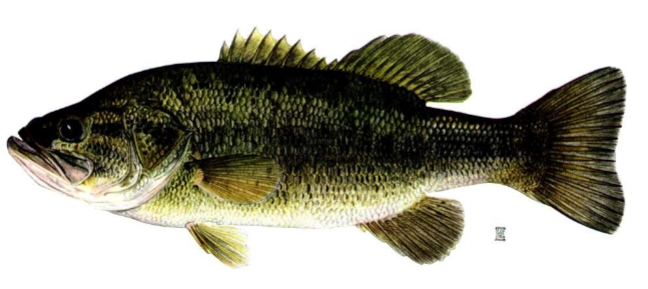 <p>Micropterus salmoides</p>