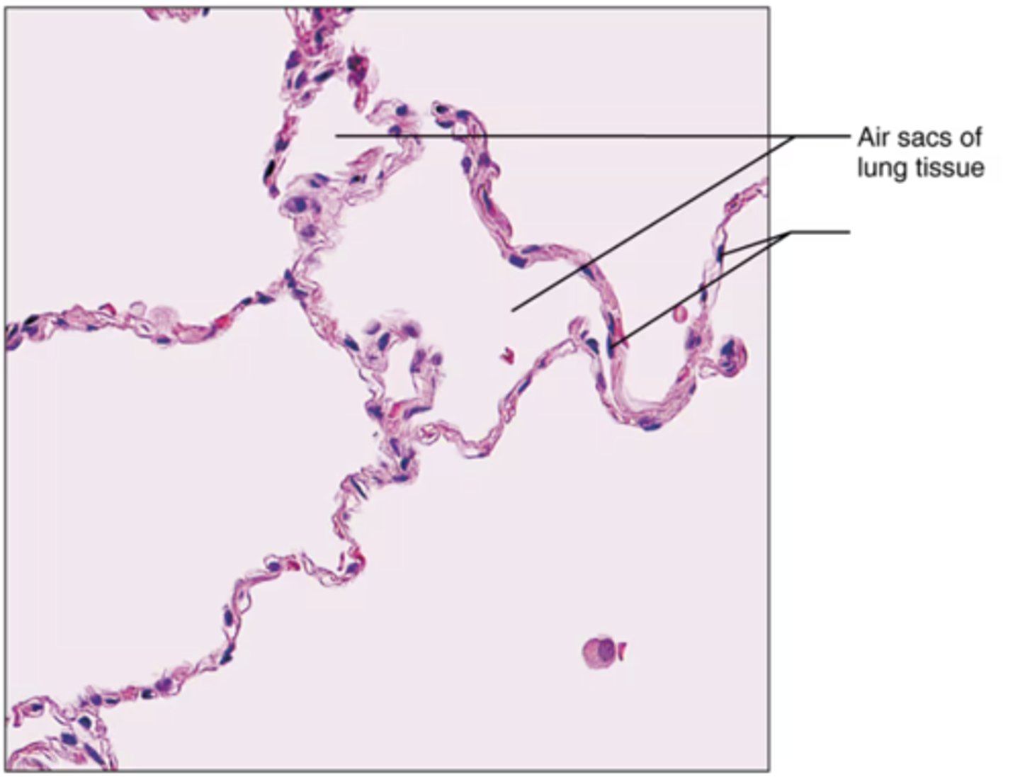 <p>Label the blank structure.</p>