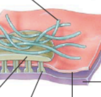 <p>what is the pink layer and what is the purple layer (hemidesmosome)</p>