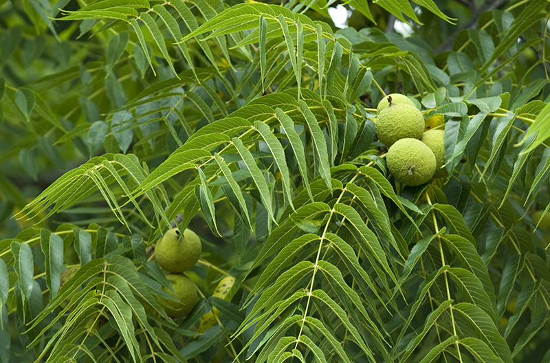 Black Walnut;

Compound, alternate toothed leaves, big green walnuts that turn black.