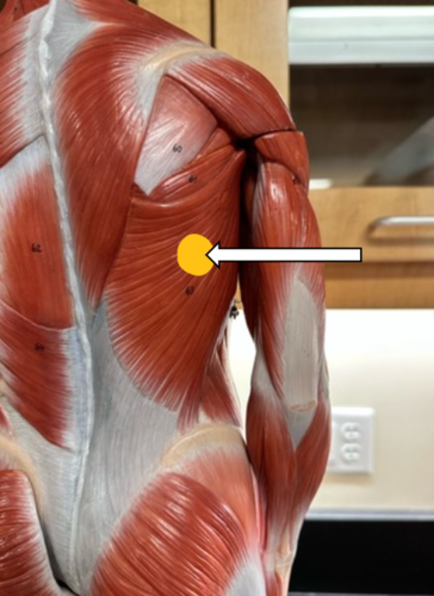 <p>latissimus dorsi (function)</p>