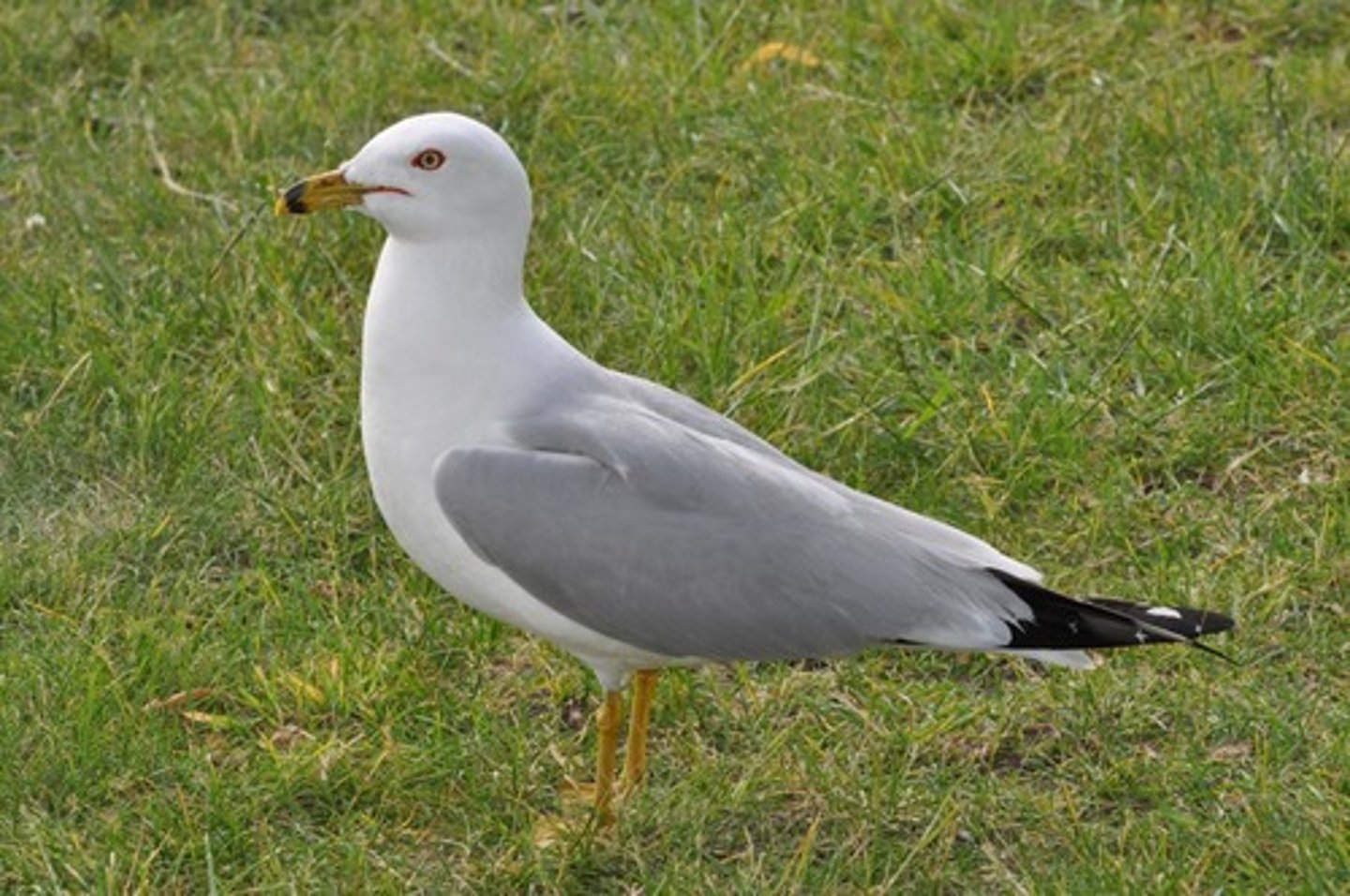<p>Charadriiformes</p><p>Laridae</p>