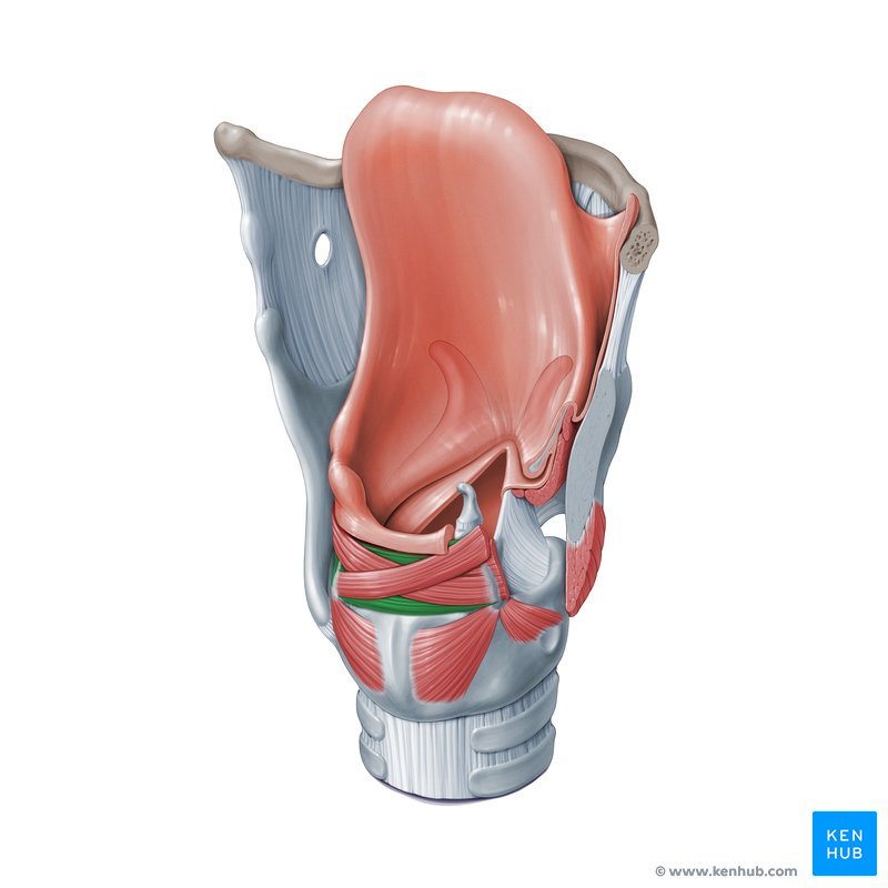<p>F: Adducts vocal folds; Located just deep to oblique arytenoid m. </p>
