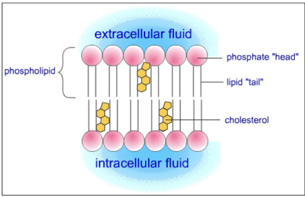 <ul><li><p>found among the lipid <strong>tails </strong>of the bilayer</p></li><li><p>only found in animal cells</p></li><li><p>structural integrity of the plasma membrane</p></li></ul><p></p>